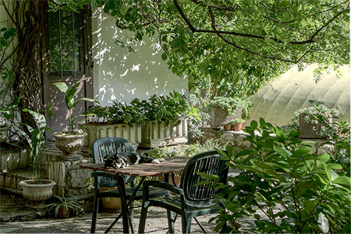 green garden with a lasy cat on the table